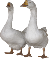 two white geese